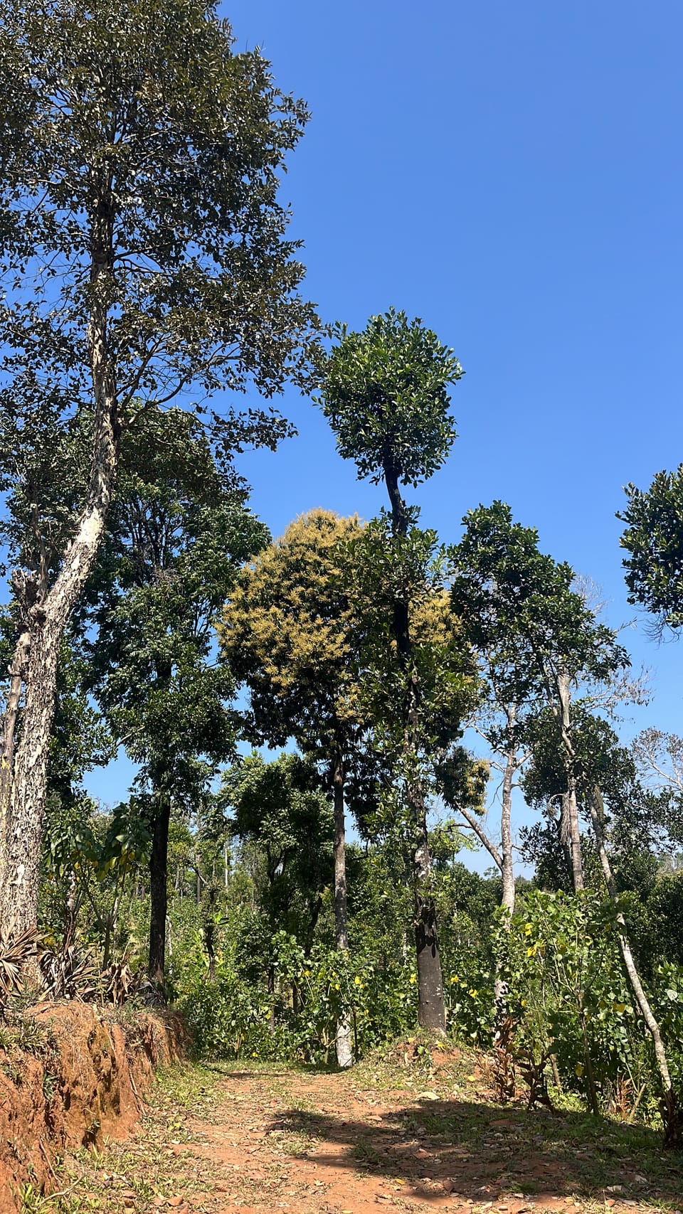 How did I buy this property?